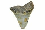 Juvenile Megalodon Tooth - North Carolina #364978-1